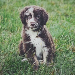 Meet your Posher, Grace